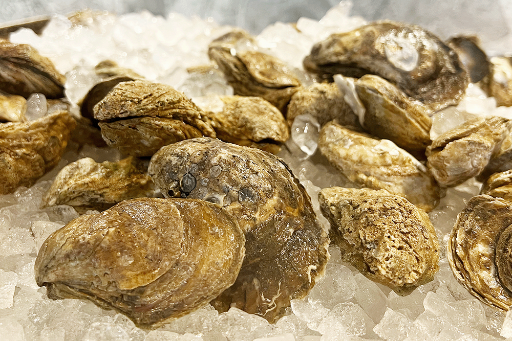 Fresh oysters on ice with a textured brown shell close-up view.