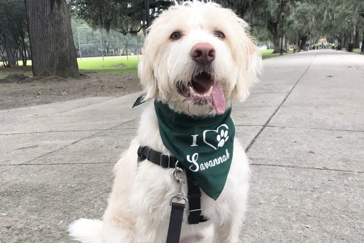 a dog wearing a costume