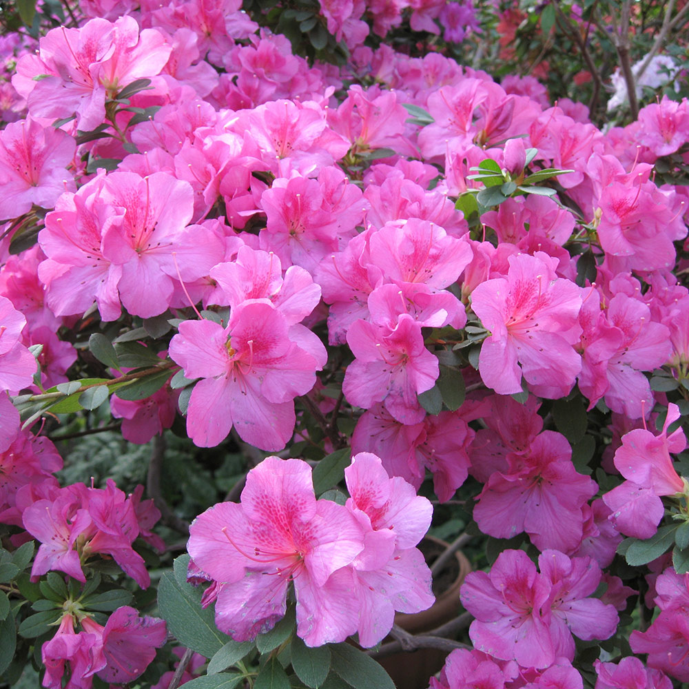 Cluster of vibrant pink azalea flowers in bloom.