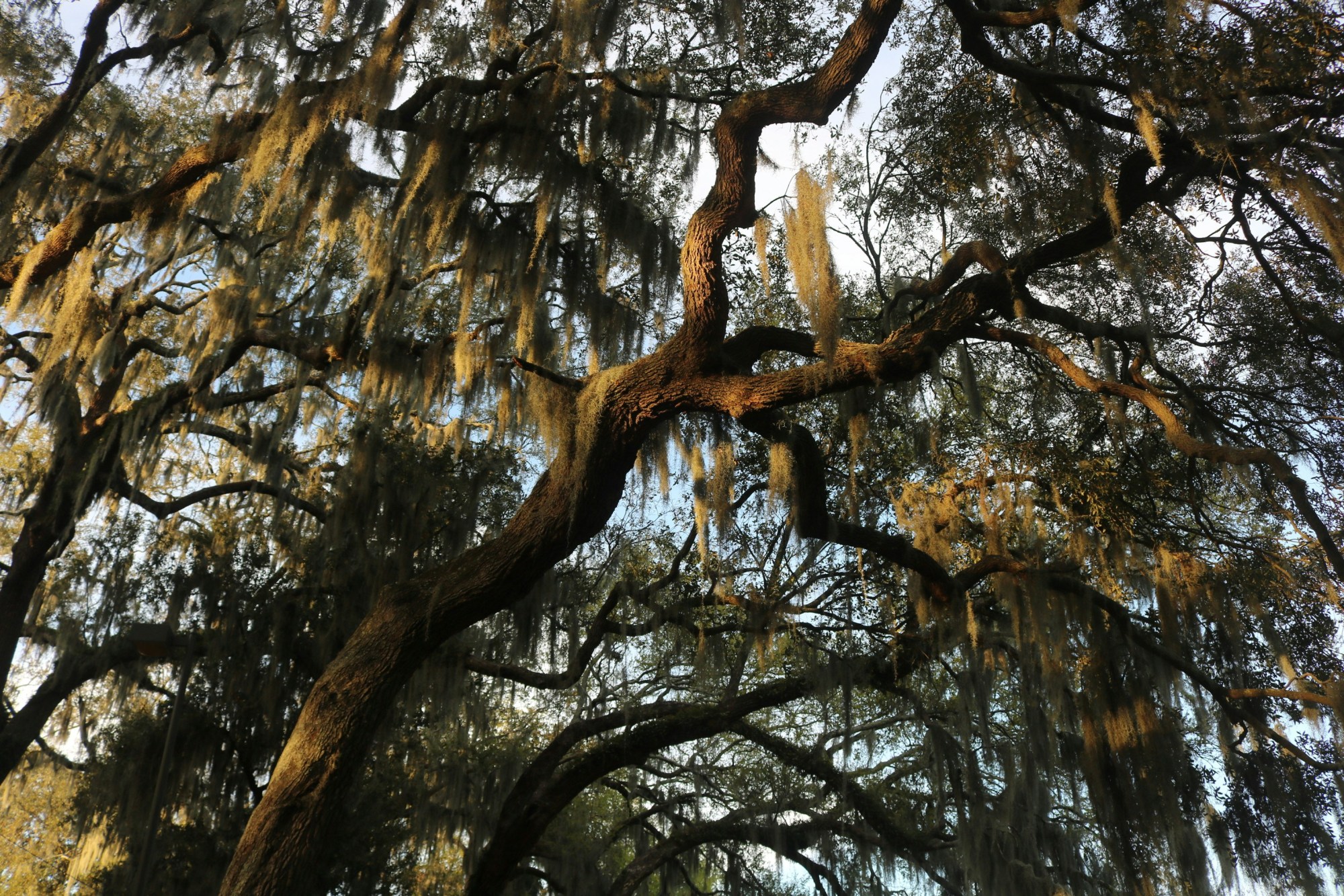 Spanish moss hanging from large tree branches with sunlight filtering through.